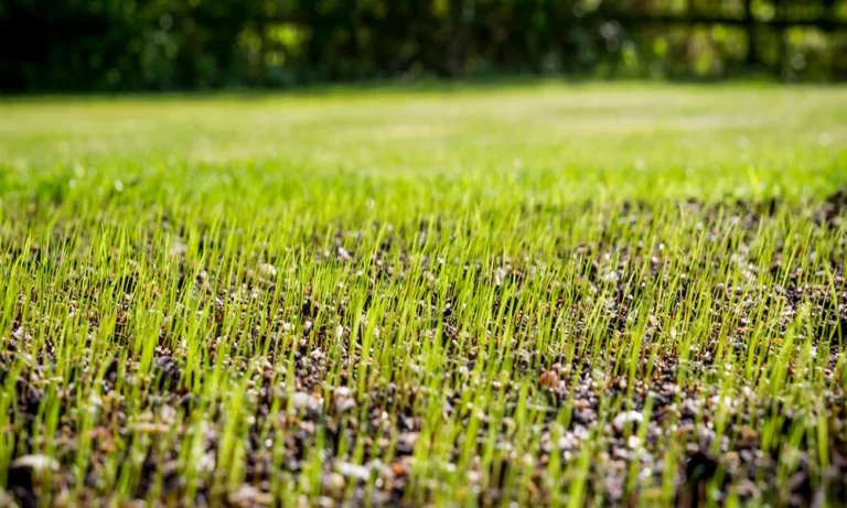 Drought Resistant Turf Seeds Support Lawn Growth During Dry Conditions